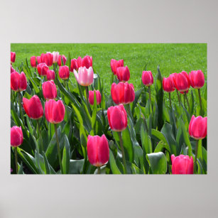 gorgeous spring pink tulip flowers poster