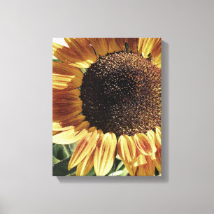 Gorgeous Sunflower Photograph by Cherie Floral Canvas Print