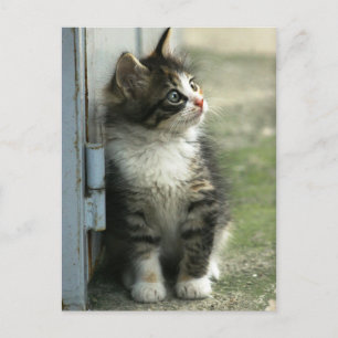 Gorgeous tabby kitten design - so cute! postcard