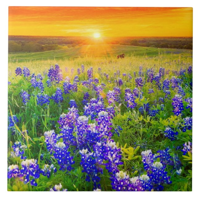 gorgeous Texas bluebonnets Tile (Front)