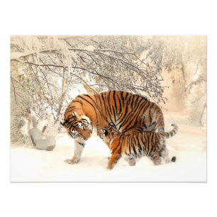Gorgeous tiger and cub in snow photo print
