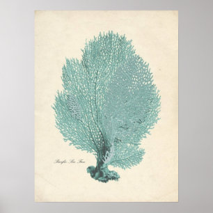 Gorgeous Turquoise/Aqua Pacific Sea Fan Poster