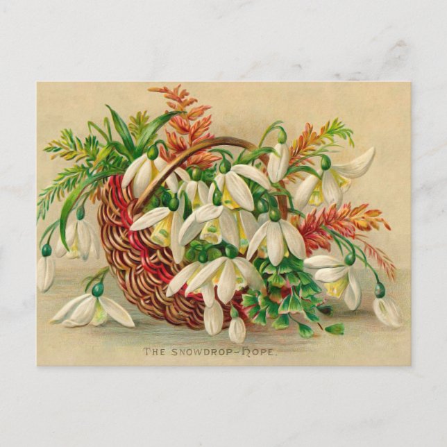 Gorgeous Victorian Floral Basket of Snowdrops Postcard (Front)