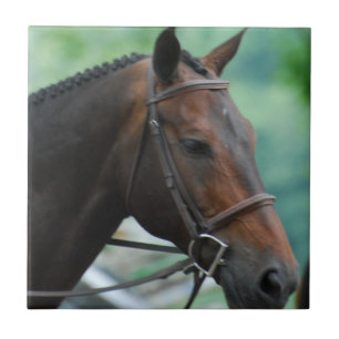 Gorgeous Warmblood Horse Tile