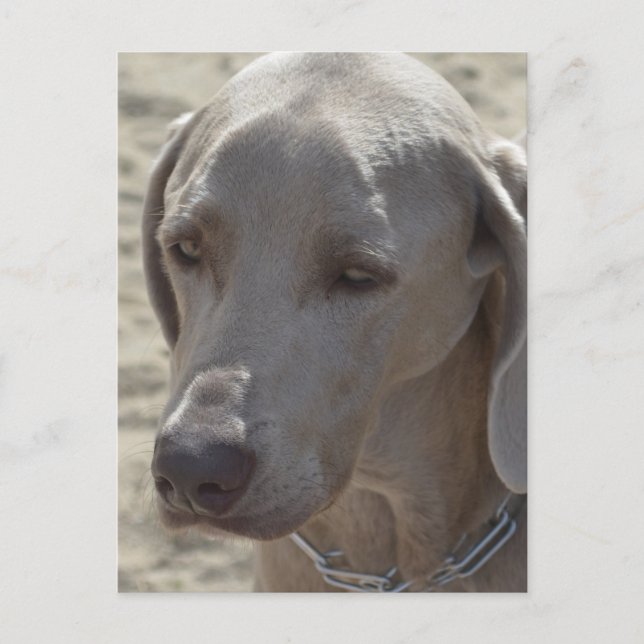 Gorgeous Weimaraner Postcard (Front)