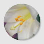 Gorgeous While Lily Magnet<br><div class="desc">Gorgeous white lily close up.</div>