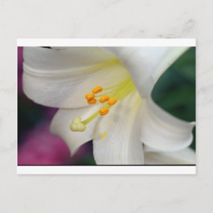 Gorgeous While Lily Postcard