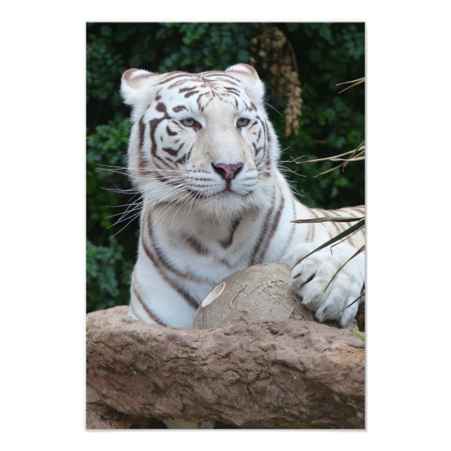 Gorgeous white bengal tiger photo print (Front)