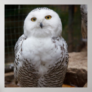 Gorgeous White Owl Poster