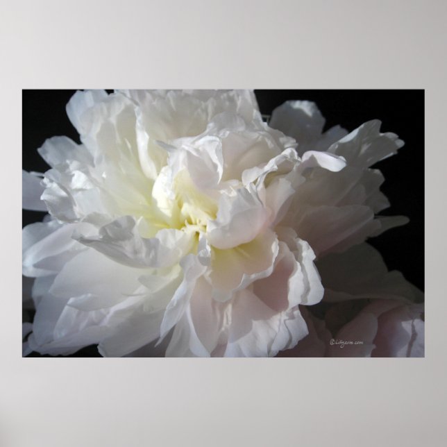 Gorgeous White Peony Blossom Poster Prints (Front)
