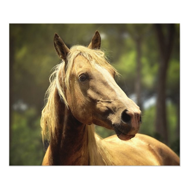 Gorgeous wild palomino horse photo print (Front)