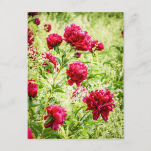 Gorgeous Wild Peony Flowers Postcard