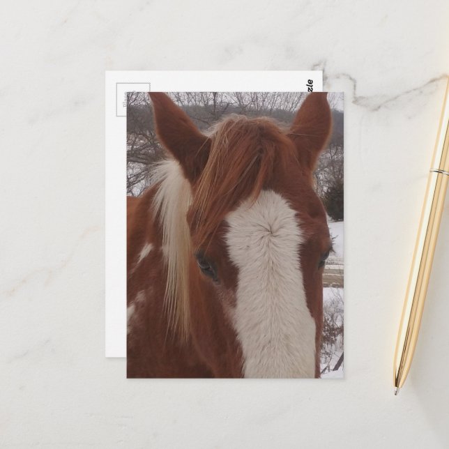 Gorgeous Winter Paint Horse Mare Postcard (Front/Back In Situ)