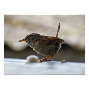 Gorgeous Wren  Photo Print