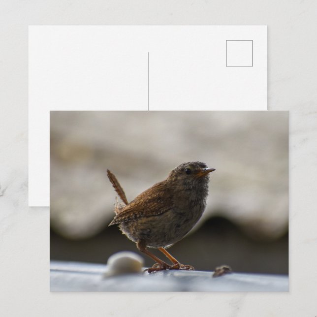 Gorgeous Wren  Postcard (Front/Back)