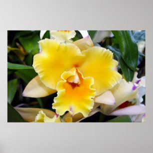 Gorgeous Yellow Exotic Orchid Poster