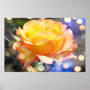 Gorgeous yellow rose flower.  Floral photography Poster