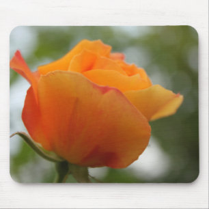 Gorgeous yellow rose flower photography. mouse mat