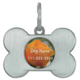 Gorgeous yellow rose flower photography. pet tag