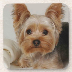 Gorgeous Yorkshire Terrier Coaster