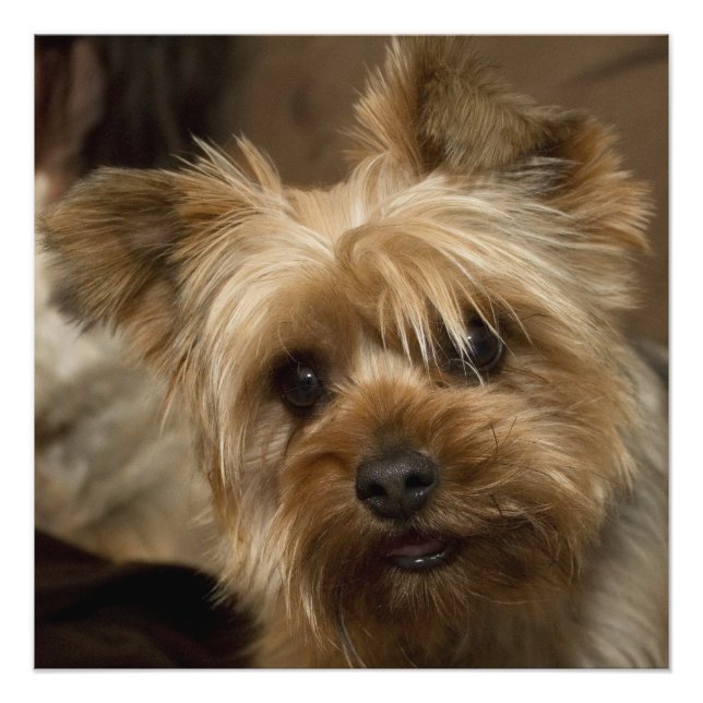 Gorgeous Yorkshire Terrier Photo Print (Front)