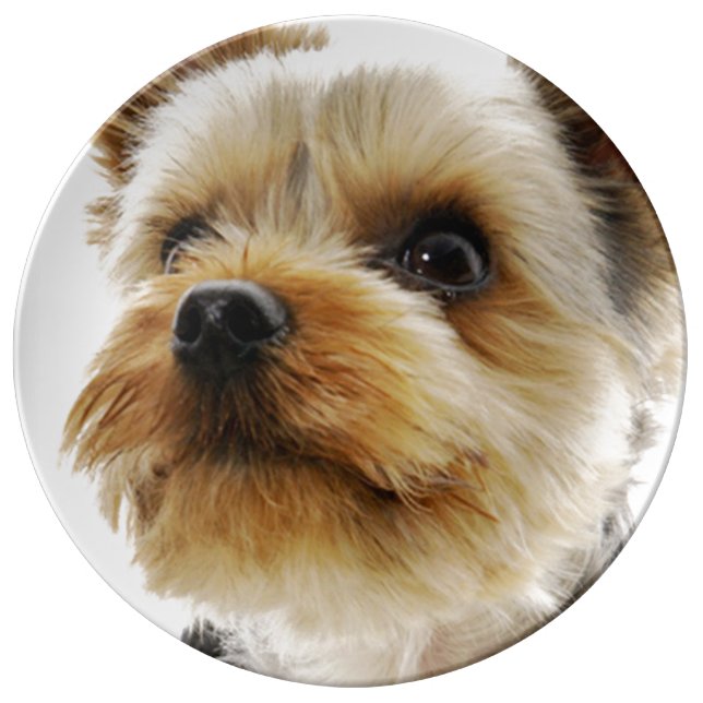 Gorgeous Yorkshire Terrier Plate (Front)