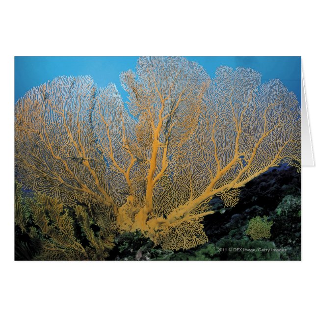 Gorgonian coral (Front Horizontal)
