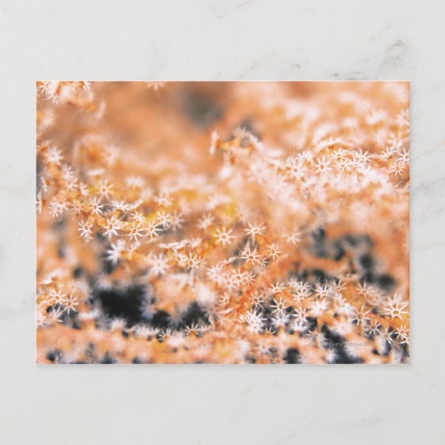 Gorgonian coral 2 postcard (Front)
