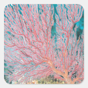 Gorgonian coral 3 square sticker