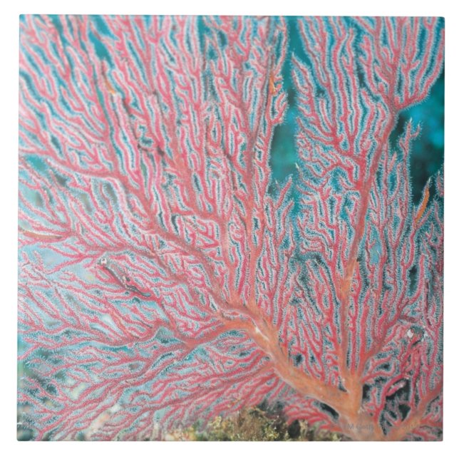 Gorgonian coral 3 tile (Front)