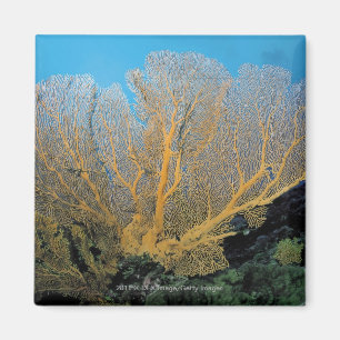 Gorgonian coral magnet