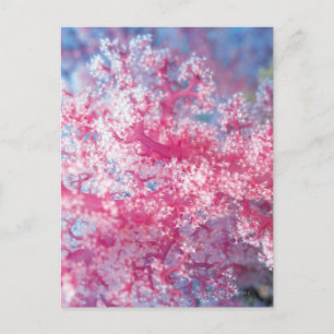 Gorgonian coral postcard