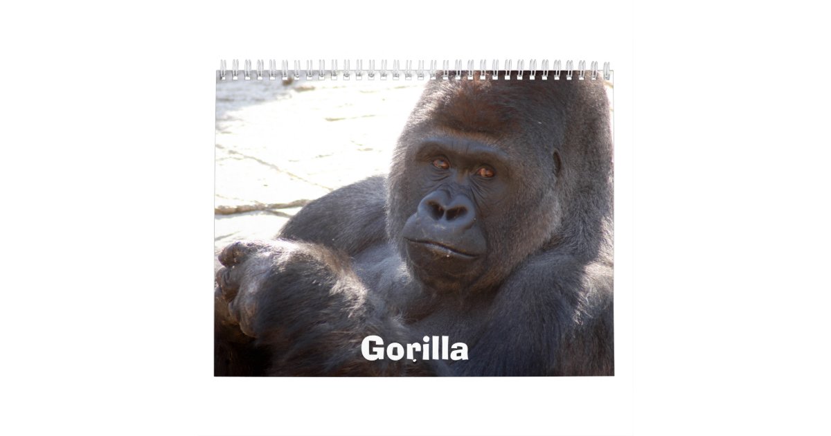 Gorilla_004, Gorilla Calendar Zazzle