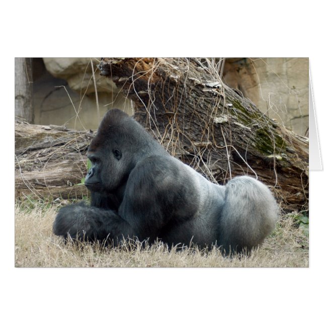 Gorilla_005 (Front Horizontal)