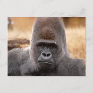Gorilla_018 Postcard