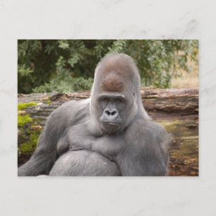 Gorilla_021 Postcard