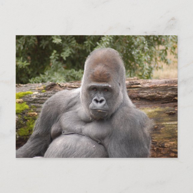 Gorilla_021 Postcard (Front)