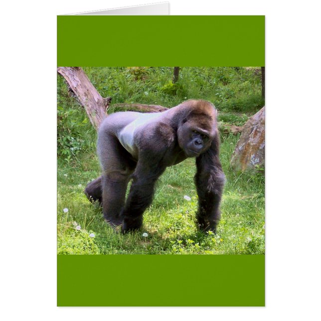 Gorilla #1 (Front)