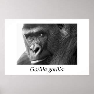 Gorilla-#1-Gorilla gorilla Poster