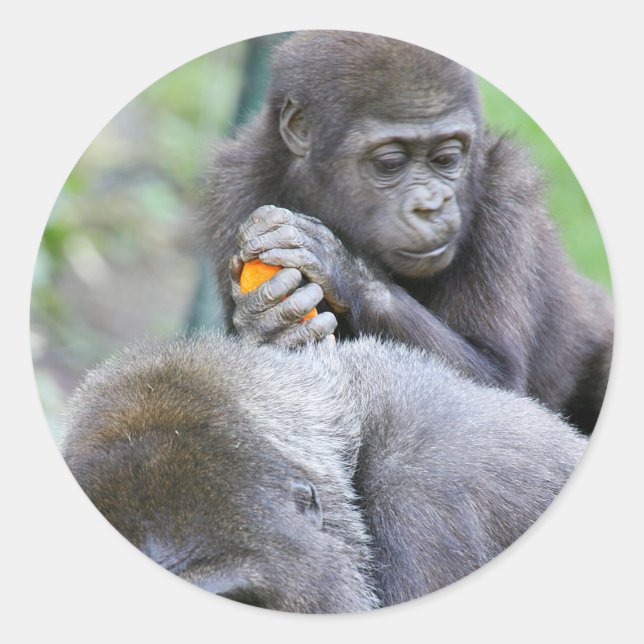 Gorilla and Baby Classic Round Sticker (Front)