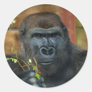Gorilla And His Berries Classic Round Sticker