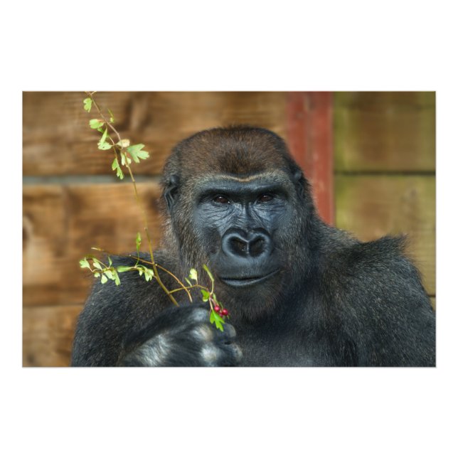 Gorilla And His Berries Photo Print (Front)