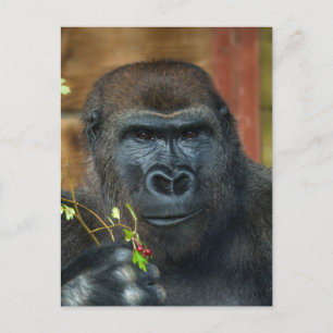 Gorilla And His Berries Postcard