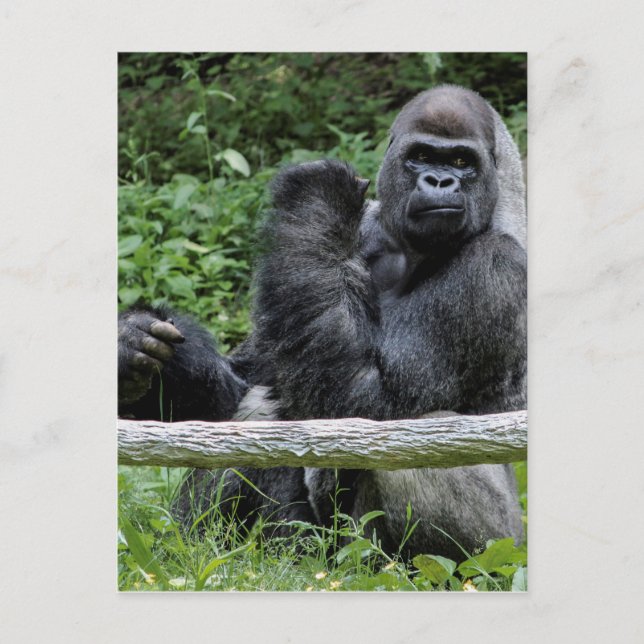 Gorilla Ape Primate Wildlife Animal Photo Postcard (Front)