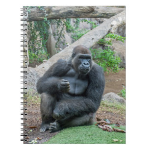 Gorilla at the zoo notebook