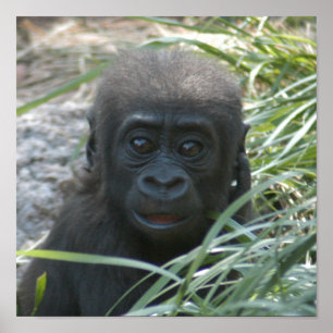 gorilla-baby10x10 poster