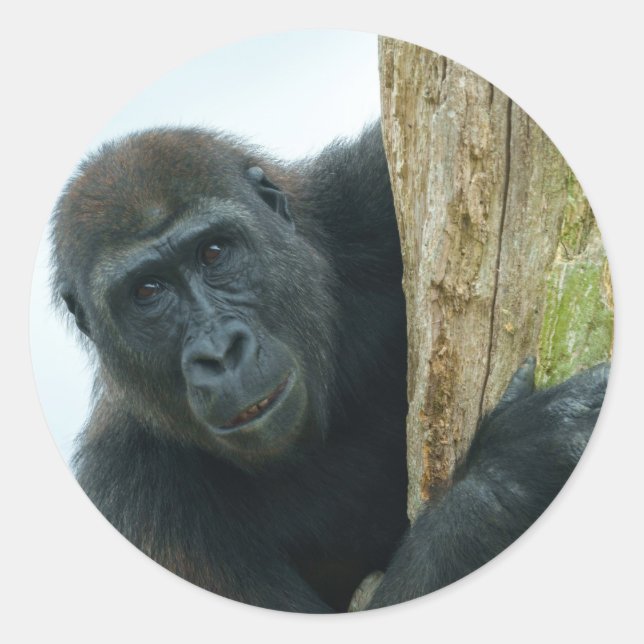Gorilla Behind The Tree Classic Round Sticker (Front)