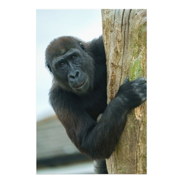 Gorilla Behind The Tree Photo Print (Front)