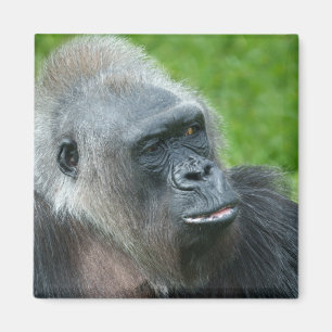 Gorilla Biddy Magnet