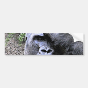 Gorilla_ Bumper Sticker